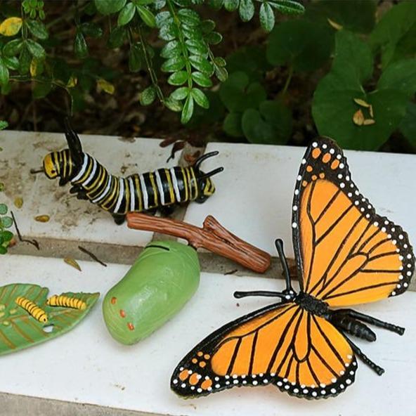 Life Cycle Educational Toys-Toy-Little Pea Shop