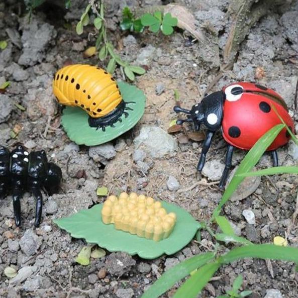 Life Cycle Educational Toys-Toy-Little Pea Shop