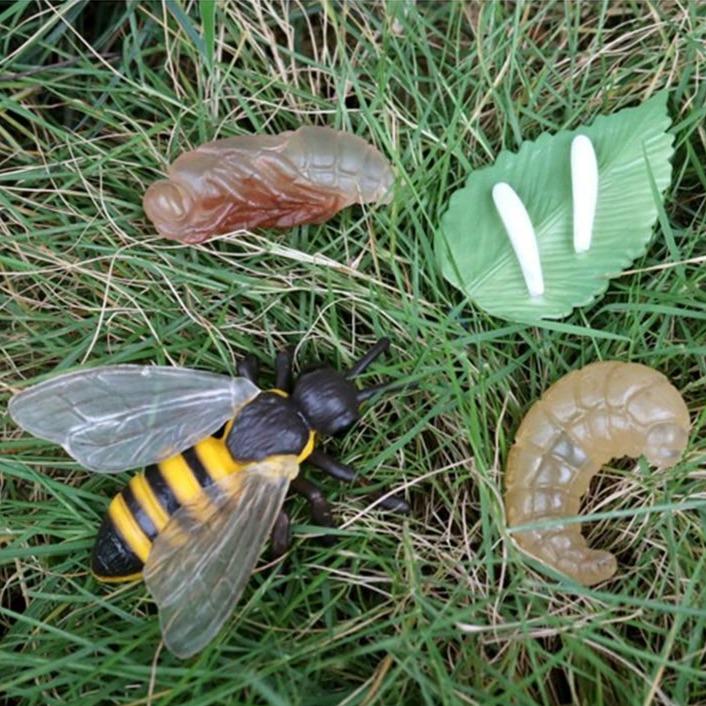 Life Cycle Educational Toys-Toy-Little Pea Shop