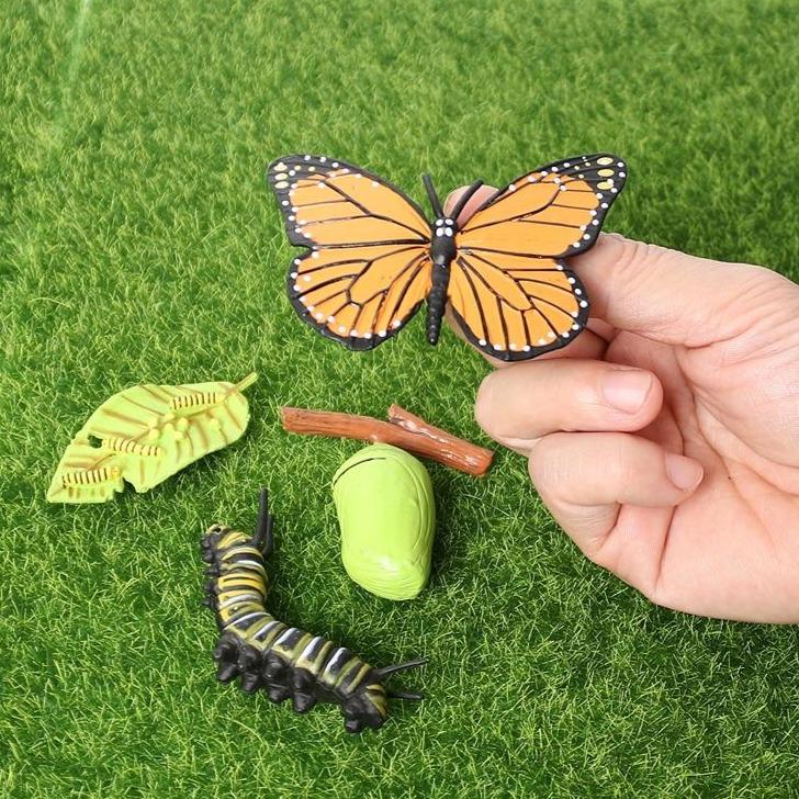 Life Cycle Educational Toys-Toy-Little Pea Shop