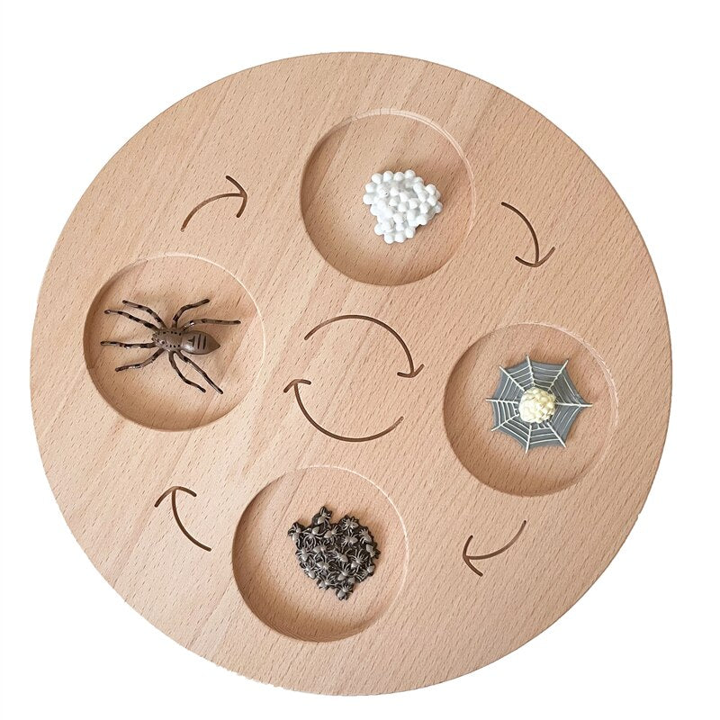 Life Cycle Board Set