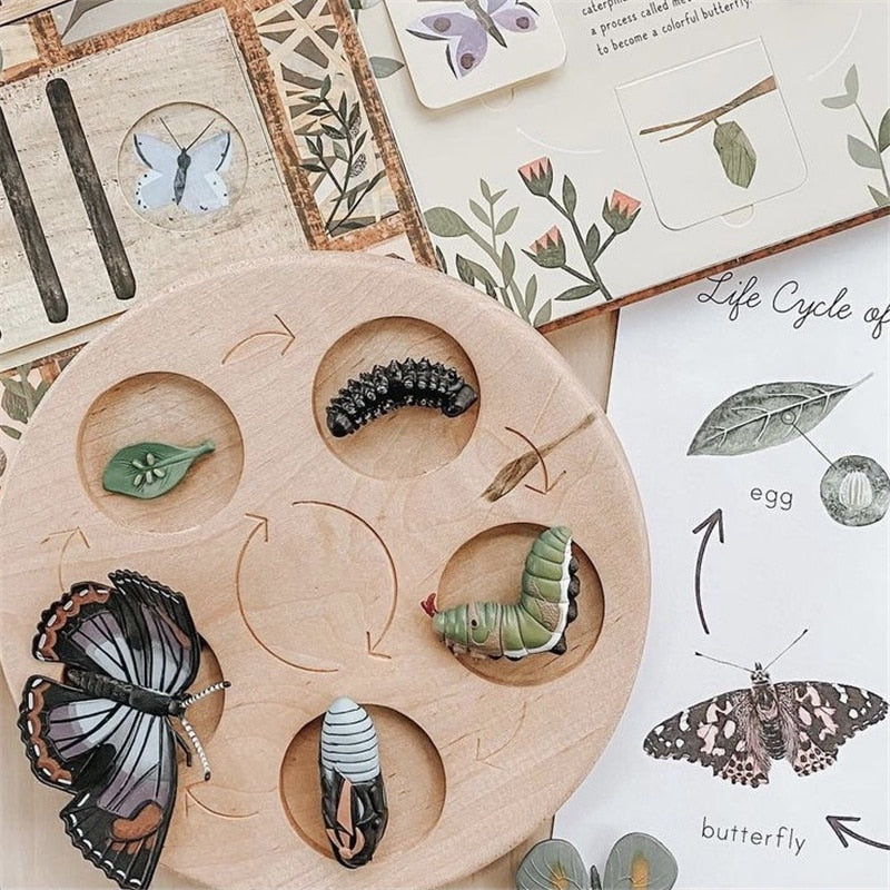 Life Cycle Board Set