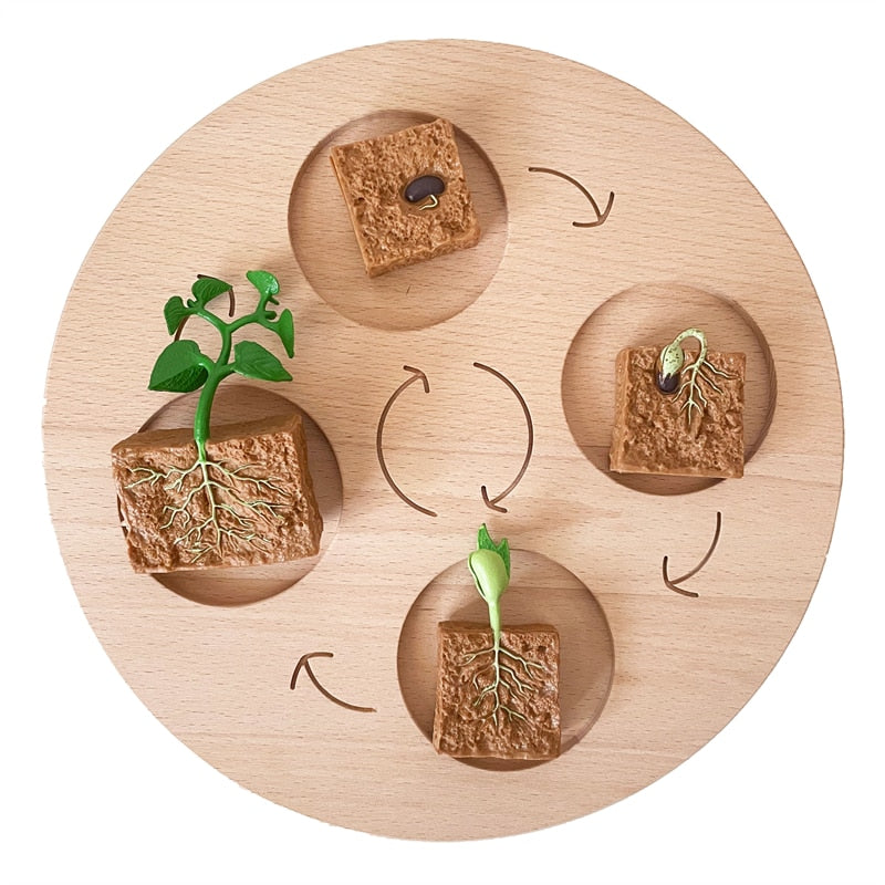 Life Cycle Board Set